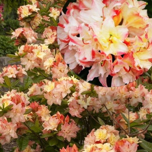 Rhododendron 'Cannon's Double' - Rododendron 'Cannon's Double' C5/5L